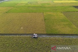 Target produksi beras nasional 2026