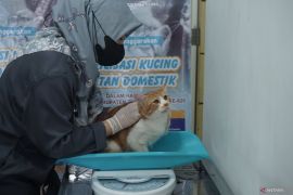 Layanan sterilisasi kucing gratis di Tulungagung