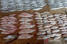 Diskanla Indramayu targetgetkan produksi perikanan capai 527 ribu ton