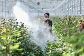 Florikultura berkembang pesat di Yinchuan