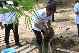 Pemkab Kulon Progo menerima bantuan pengembangan kelapa dari Kementan