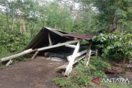 PTPN serahkan kasus perusakan tanaman kopi ke APH Bondowoso