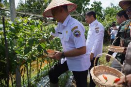 Panen cabai serentak TPID KUPONWAH, upaya bersama kendalikan inflasi