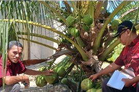 Tim Verifikasi Lapangan Pastikan Kelapa Bido Layak Jadi Indikasi Geografis