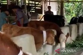 DPKHP Cianjur memperketat pengawasan proses pemotongan hewan di RPH