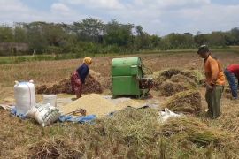 Produksi padi Trenggalek 2025 tertinggi selama satu dekade