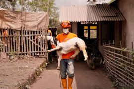 Gov't distributes feed, vitamin to Semeru eruption impacted livestock