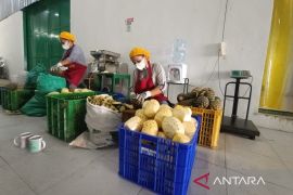 Dompet Dhuafa serap ribuan pekerja melalui Industri Komunal Olahan Nanas
