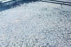 Dampak hujan-angin kencang, delapan ton ikan di Danau Maninjau mati