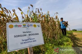 Panen raya sorgum di Bandung