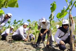 1.405 PPPK paruh waktu di Kota Madiun tanam pisang di TPA Winongo