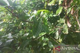 Pemkab Bangka catat kasus kebakaran hutan menurun dalam dua tahun terakhir