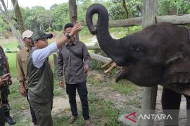 Menhut kejar restorasi 31 ribu ha kawasan konservasi TN Tesso Nilo