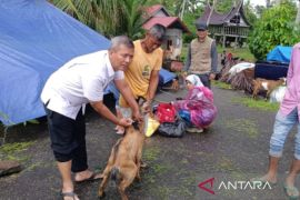 Kabupaten Padang Pariaman beri vitamin ternak terdampak banjir