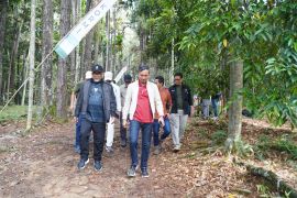 Pemprov Jambi kampanye hutan pinus untuk tingkatkan PAD