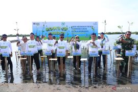 Gubernur Banten tanam mangrove bersama PLN di momen HMPI 2025