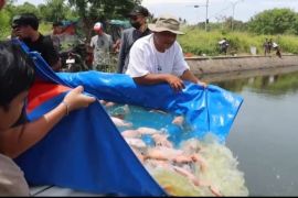 Polres Serang tebar ribuan nila merah untuk dukung ketahanan pangan