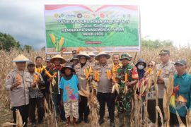 Polres-Pemkab Jayapura panen jagung memperkuat ketahanan pangan