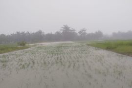 Seluas 6.259 hektare tanaman padi Langkat terdampak banjir