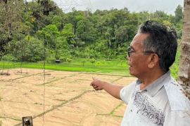 Ratusan hektare areal persawahan terdamoak banjir di Tapanuli Selatan