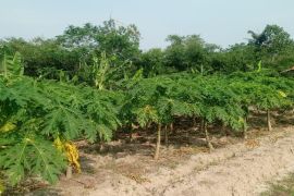 Petani Lebak kembangkan pepaya kalifornia untuk penuhi kebutuhan MBG