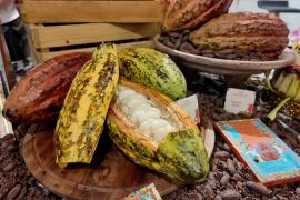 BPDP Kemenkeu targetkan peremajaan 5 ribu hektare lahan kakao di 2026