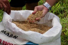 Musim panen gadu, Bulog Aceh pastikan harga gabah stabil