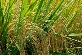 Sektor pertanian sumbang 22 persen ekonomi Sulsel, BI beri rekomendasi