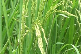 Benih padi unggul harapan baru percepatan swasembada pangan