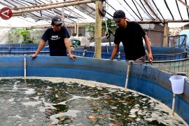 Budidaya perikanan bioflok membuat warga Temanggung panen rupiah