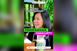 Pohon raksasa pake lift?