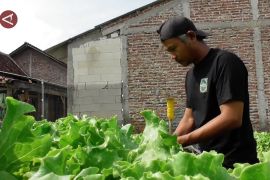 Presiden minta peternakan sapi dan lahan sayur diperbanyak untuk MBG