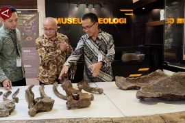 Fosil gajah purba berusia 800 ribu tahun direkonstruksi di Bandung