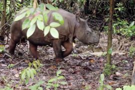 Dua ekor badak kalimantan melawan kepunahan