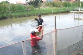 Penuhi MBG, pemerintah lanjutkan bangun 20 ribu hektare tambak ikan