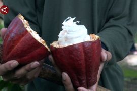 Tantangan di balik keberhasilan ekspansi produk kakao Bali