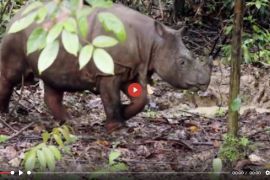 Dua ekor Badak Kalimantan melawan kepunahan  - VIDEO