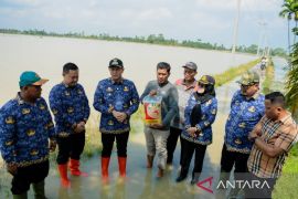 13 ribu hektare lahan persawahan di Serdang Bedagai terdampak banjir