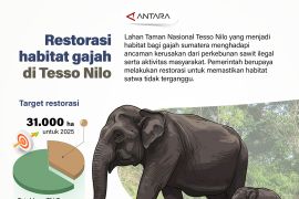 Restorasi habitat gajah di Tesso Nilo