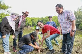 Kader PDIP tanam mangrove untuk wujudkan kelestarian alam