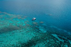 Studi: Melindungi ikan jadi kunci cegah ledakan populasi bintang laut
