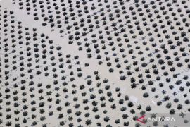 Begini dampak banjir di Agam, kebun sawit turut terendam