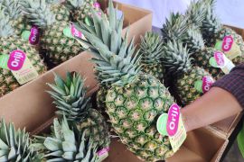 Neraca perdagangan Lampung surplus 480,50 juta dolar AS di Oktober