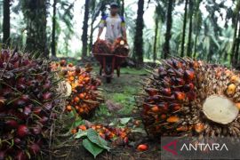 Harga TBS Sumbar periode III 15-21 Desember 2025 Rp3.549 per kilogram