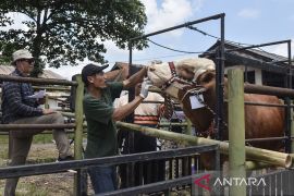 Kontes ternak dan bursa sapi potong di Tasikmalaya