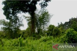 BPK Wilayah V temukan tanaman kapur barus di Kota Kapur