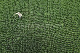 Jejak efisiensi pupuk di lumbung jagung