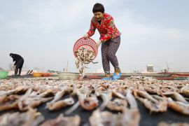 Menengok kesibukan nelayan mengolah dan mengeringkan hasil laut di Kota Tangshan, China Utara