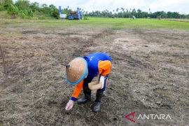 Otorita kembangkan padi gogo perkuat ketahanan pangan IKN