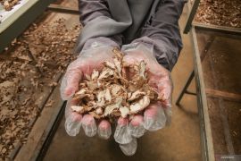 Pengolahan simplisia rempah Page 2 Small